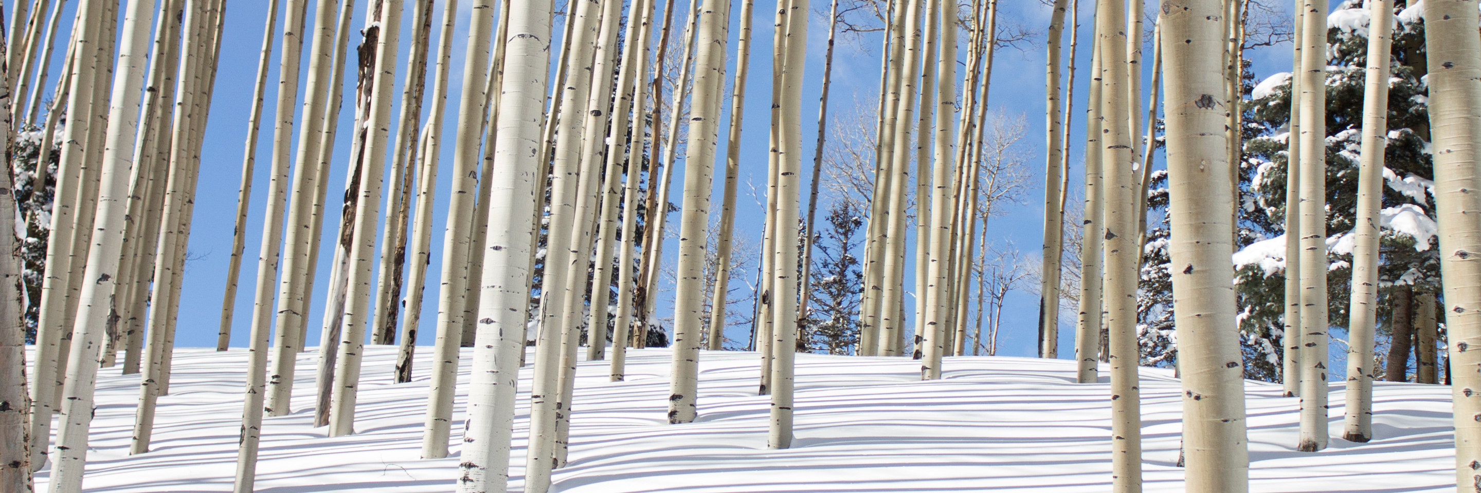 aspen trees in snow